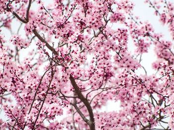 Low angle view of pink cherry blossoms against sky