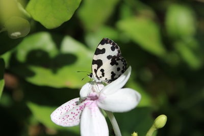 Close-up of butterfly pollinating on flower