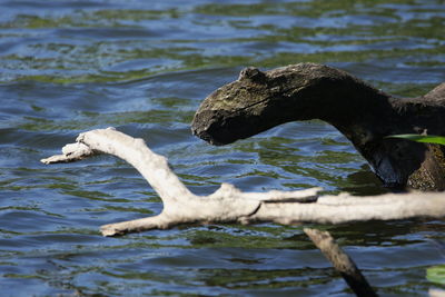 View of swan in lake