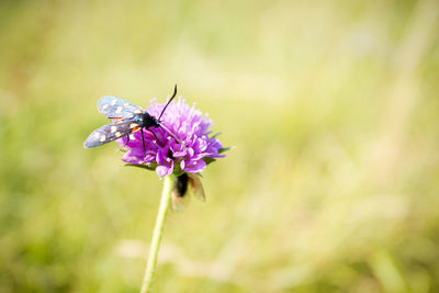 Close-up of bee pollinating on flower