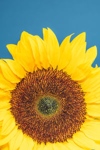 Close-up of sunflower