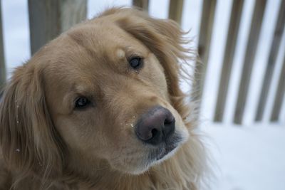 Close-up portrait of dog