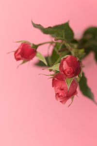 Close-up of rose plant