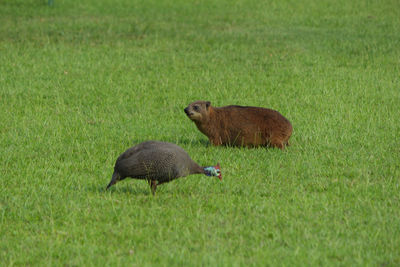 Side view of a duck on field