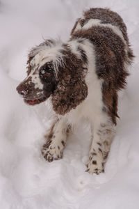 English springer spaniel looking away on snow field