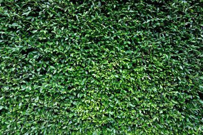 Full frame shot of fresh green grass