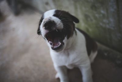 Close-up of a dog yawning