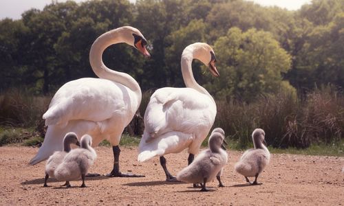 Swans in a lake