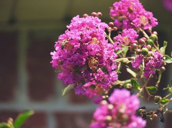 Close-up of purple flowers blooming outdoors