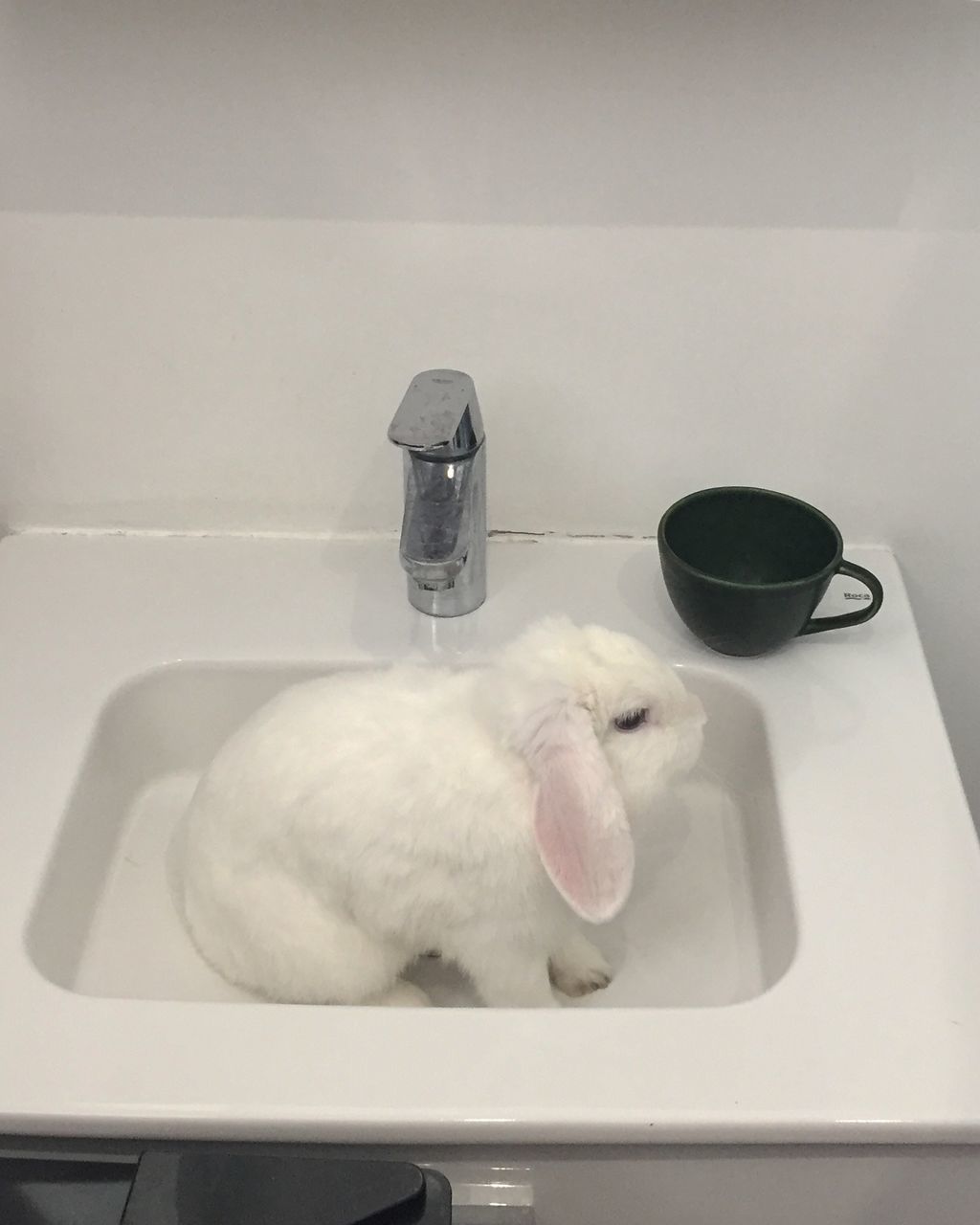 VIEW OF TWO CATS IN BATHROOM