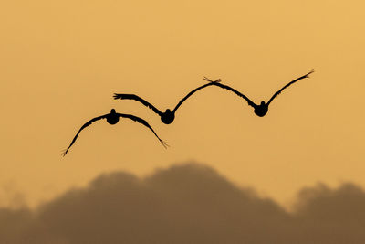Close-up of silhouette plant against sky during sunset