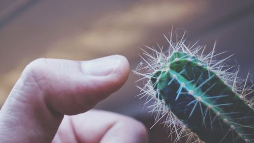 Cropped image of thumb touching cactus