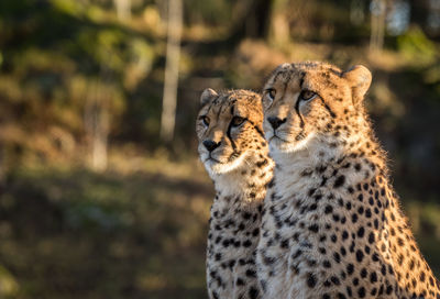 Close-up of cheetahs looking away