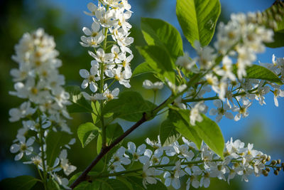 Close-up of white flowering plant