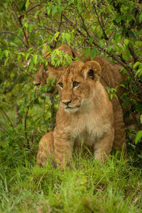 Lion in a forest