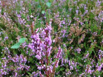 Close-up of purple flowers