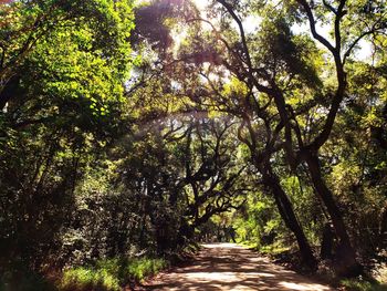 Footpath amidst trees in forest