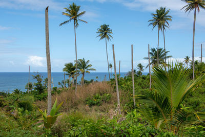 Palm trees on beach against sky