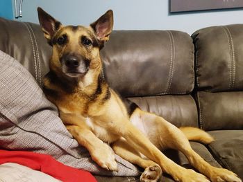 Portrait of dog sitting on sofa at home