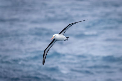 Black-browed