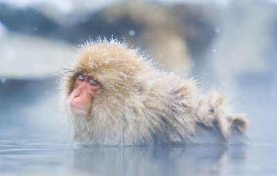 Snow monkey in a hot spring, nagano, japan.