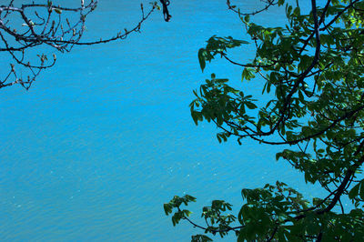 Tree by sea against blue sky