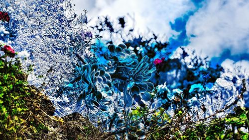 Close-up of frozen plants during winter