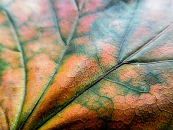 Full frame shot of leaf