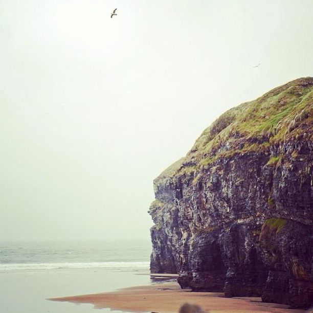 sea, water, clear sky, bird, copy space, animal themes, horizon over water, tranquil scene, scenics, tranquility, nature, flying, beauty in nature, one animal, animals in the wild, wildlife, rock - object, beach, day, shore