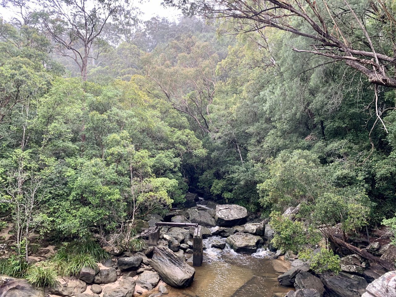 PLANTS AND ROCKS IN FOREST