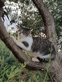 Cat sitting on tree trunk