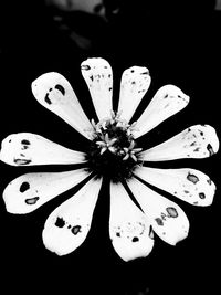 Close-up of flower over black background