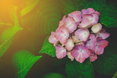 Close-up of hydrangeas flowers blooming in park