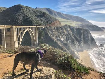 Rear view of dog in front of bridge 