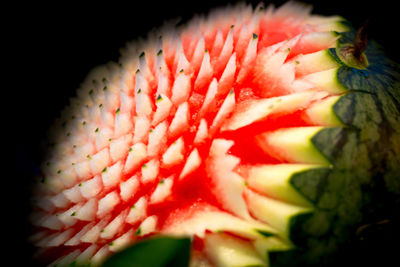 Close-up of red flower