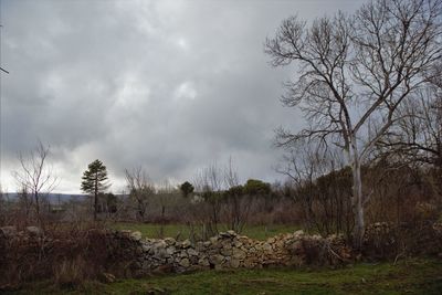 Bare trees on field against sky