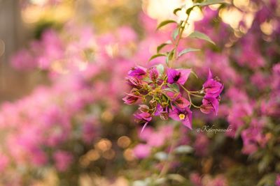 Close-up of flowers blooming outdoors