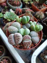 High angle view of succulent plant in pot