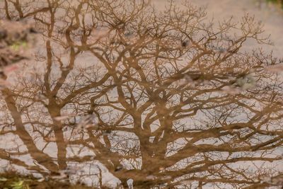 Close-up of bare tree during winter