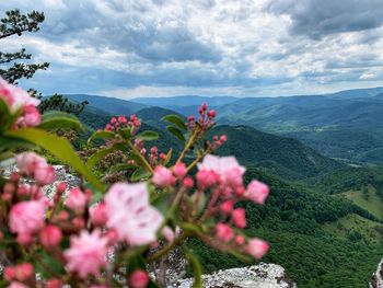 Pink flowering plants on mountain against sky