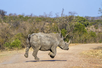 View of horse walking on road