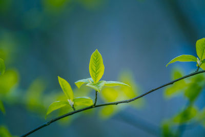 Fresh, green leaves of a bird cherry tree during spring.