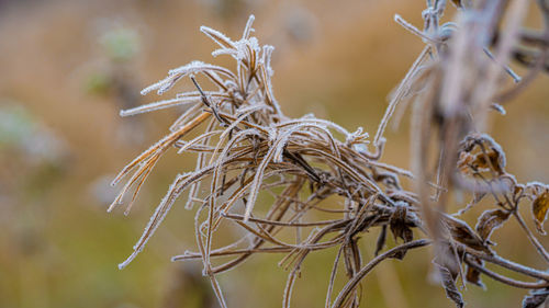 Close-up of dried plant