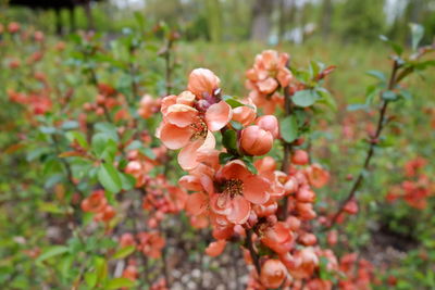 Close-up of flowers blooming at park