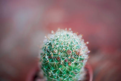 Close-up of cactus plant