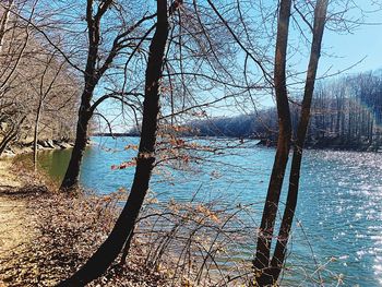 Bare trees by lake in forest