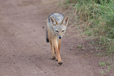 A black-backed jackal