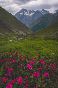 Scenic view of field and mountains against sky