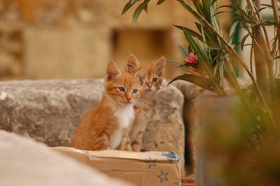 Portrait of cats on a plant