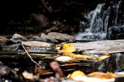 Close-up of water flowing in forest